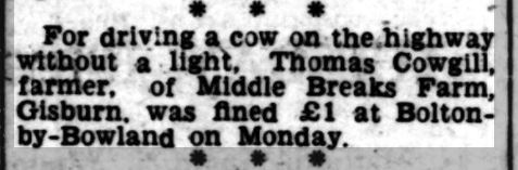 19444-08-12 Cow lights